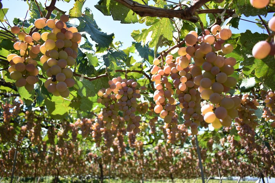 Wineries & Retail